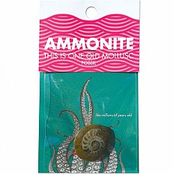 Ammonite (Cephalopod Fossil)