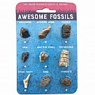 Awesome Fossils