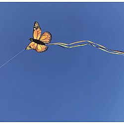 Monarch Butterfly Kite - Pickup Only